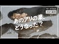 【2021年アリ飼育総括】今年作ったアリの巣や紹介したアリたちがどうなったかを一気に振り返ります！【まとめ】