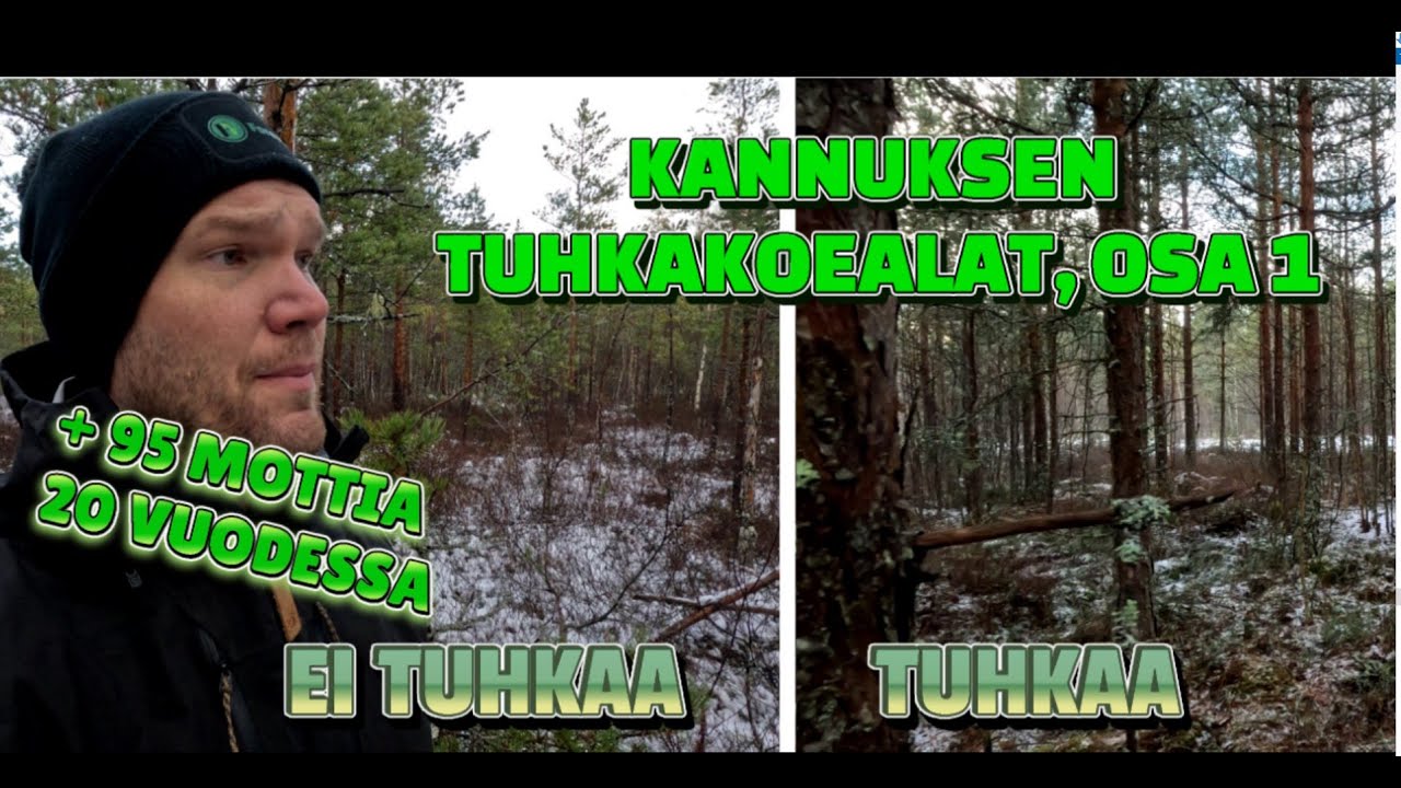 Riukutaimikoista kunnon mettäksi - Kannuksen tuhkakokeet video 1/3