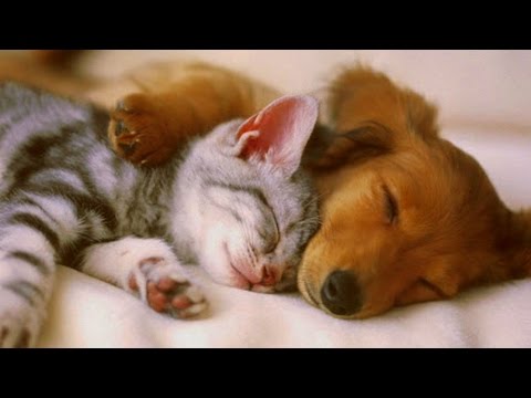 pet-therapy-for-cats-and-dogs-2/2--relax,-de-stress,-reduces-anxiety---sleep-music---2-hours