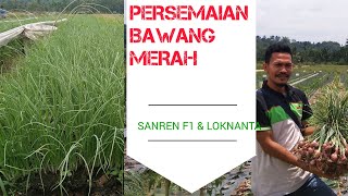 PERSEMAIAN BAWANG MERAH TSS