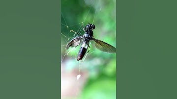 Wasp captured in spider web ! See what has happened next |#Shorts