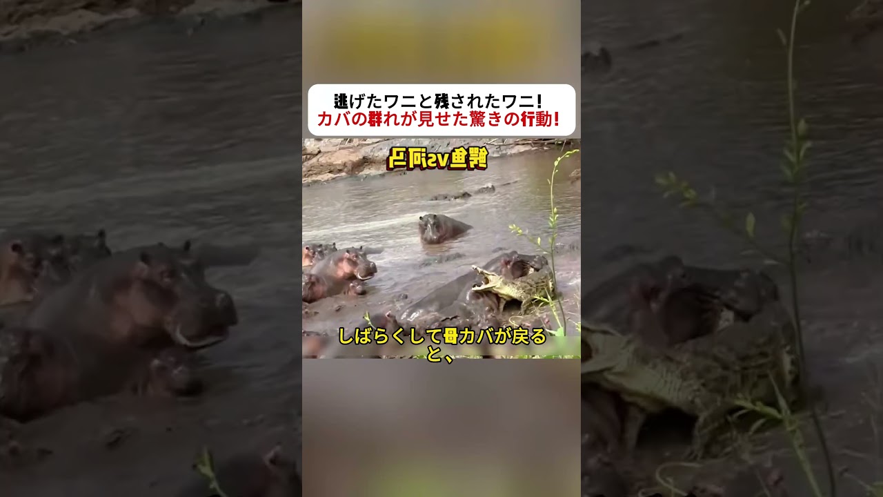 逃げたワニと残されたワニ！ カバの群れが見せた驚きの行動！ #カバ #ワニ #野生動物 #自然界の戦い #動物の世界