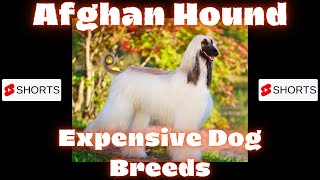 Dogs | Afghan Hound  Expensive Dog Breeds