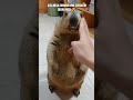 ये Cute दिखने वाले Marmots इतने काटते क्यों हैं? 😅 | Wildlife Facts in Hindi