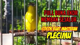 Pleci Dakbal gacor nembak wit wit sejalur, pancingan efekttif buat plecimu