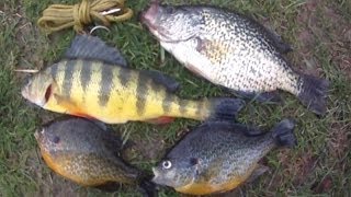 Bait Fishing #46 - Panfish Slam of Jumbo Perch, Crappie, Sunfish, Bullhead,  and Rock Bass 