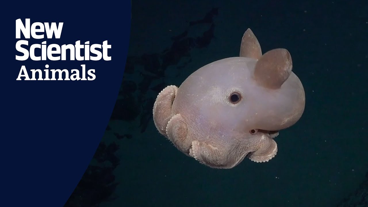 More Than 100 New Marine Species Discovered YouTube More Than 100 New Marine Species Discovered YouTube