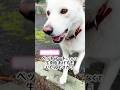 動物に生肉ってあげていいの？#動物 #ペット #犬がいる生活 #犬のいる生活 #ドッグフード #餌 #生肉 #動物愛護 #獣医