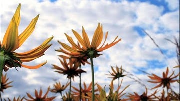 شرح سورة فاطر 10 - شيخ مصطفي عبد العزيز