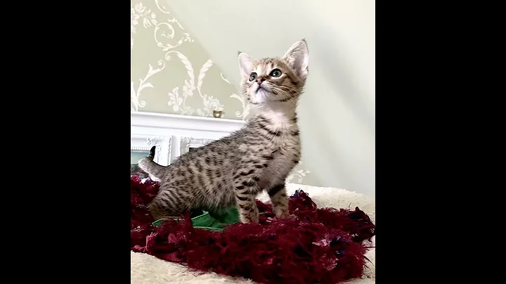 Watch the video about F3 Savannah Female kitten Chanel