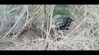 דורבן בעמק חפר / Porcupine in the valley