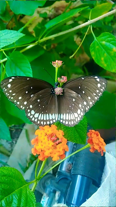 Titli video # butterfly  # Titli song