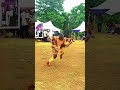 Nigerian Dancer Performs Lively Traditional Dance mp3