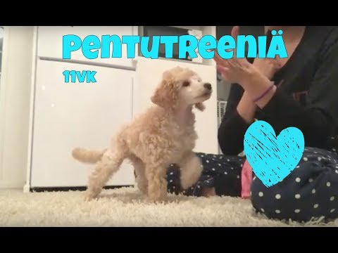 Pentutreeniä - Ruu 11vk