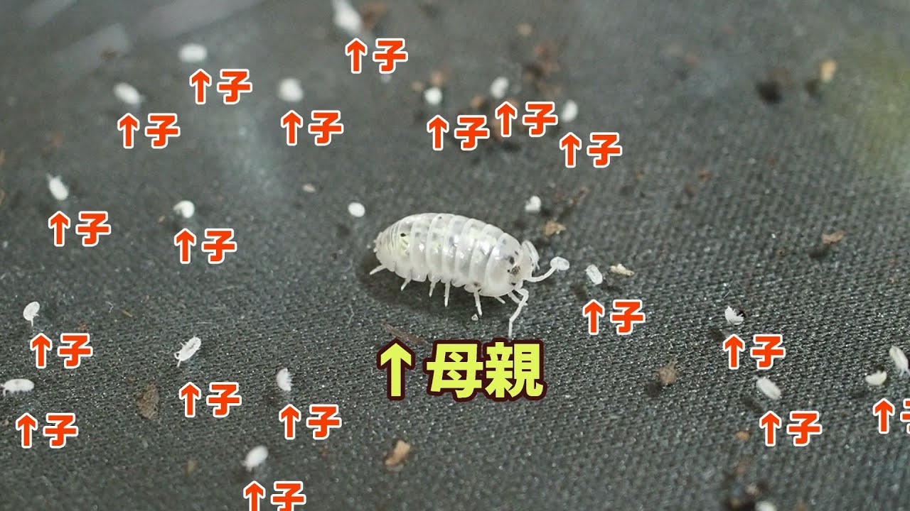 We actually counted how many babies pill bugs give birth to at one 