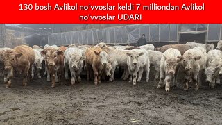 Avlikol no'vvoslar UDARLARI KELDI ARZON narxlarda