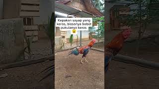 Kepakan Sayap Ayam Bangkokshots