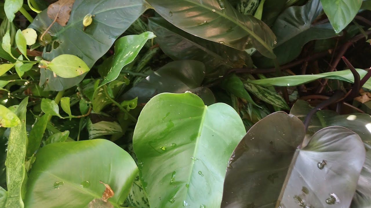 PLANTAS DE SOMBRA FOLHAGEM,FOLHAS LINDAS PARA TER EM CASA  QUINTAL,JARDIM DIFERENTE CORES E TAMANHO 