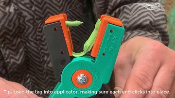 How to tag a sheep or goat using Shearwell - RFID tags