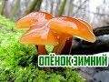Где искать грибы зимой / Опенок зимний / Flammulina velutipes