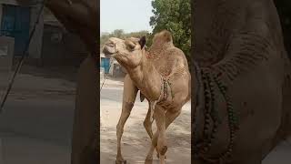 Animal good video💥 #animal #camel #viral by Animal thar parkar 2,522 views 2 months ago 1 minute, 4 seconds