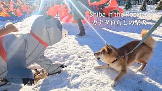 Shiba Inu Sora wants to be friends with Christmas decorations [4K] by Shiba in the Rockies / カナダ暮らしの柴犬 22,041 views 5 months ago 5 minutes, 20 seconds