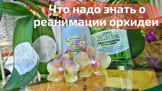 видео: Что же надо знать, чтобы нарастить корни орхидее. Маленькие секретики и тонкости. Шаги в реанимации. картинка: Что же надо знать, чтобы нарастить корни орхидее. Маленькие секретики и тонкости. Шаги в реанимации.