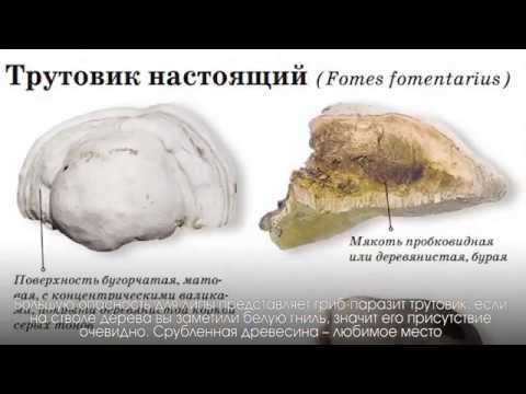Болезни и лечение липы