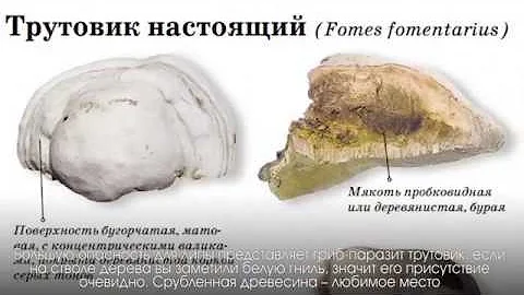 Болезни и лечение липы