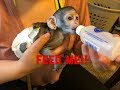 Baby monkey eating | Max Full day of eating