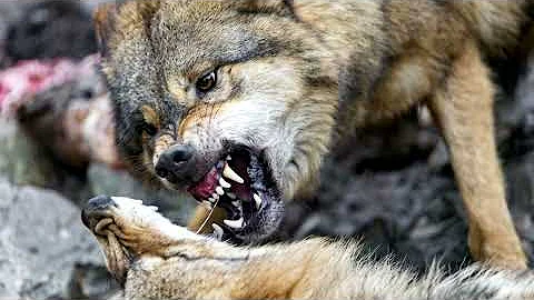 Значение тату волка - для девушек и парней - Волк воющий на луну, Стая волков