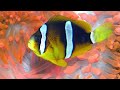 Anemonfish. Red Sea. Egypt.