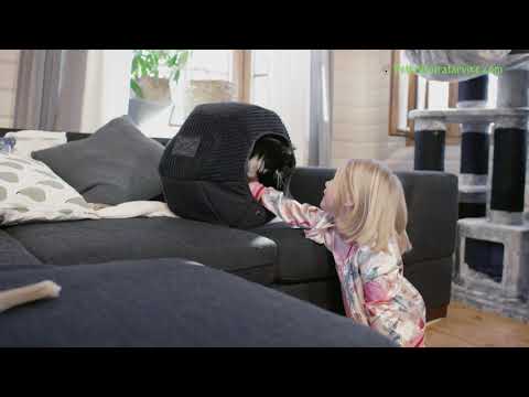 Video: BPA-vapaat Ja Myrkyttömät Koiran Lelut: Mitä Merkinnät Tarkoittavat?