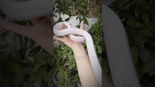 Long thừa blizzard from Vietnam #ptyasmucosa #trending #xuhuongyoutube #snake