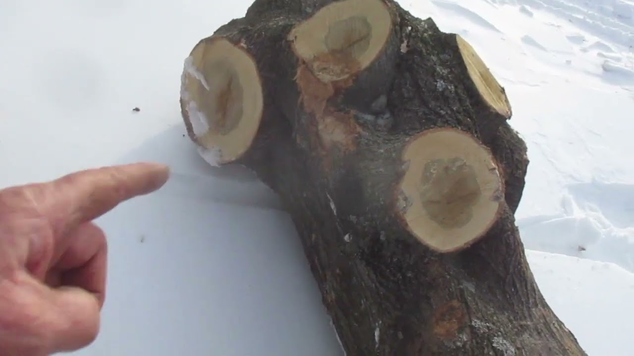 Распиловка: распиливание очень крупных и неприятных на вид бревен дуба для заготовки дров.