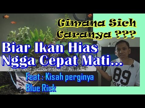 Agar Ikan di Aquarium Tidak Cepat Mati