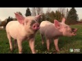 Anni Rosalie Happily Frolicking Pigs At A German Sanctuary Anni Rosalie Happily Frolicking Pigs At A German Sanctuary