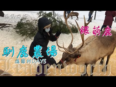 美國旅遊｜去找紅鼻子魯道夫！馴鹿農場可愛馴鹿 輕拍餵食萌翻天- 夢幻德國村跨年之旅Day3 Reindeer Farm Feeding and Petting Moment So Sweet！