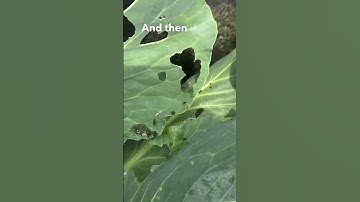 Cara Mengenali dan Mengelola Ulat Kubis di Kebun Anda!