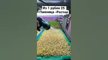 Ситиферма бизнес идея за 1 минуту ростки пшеницы на микрозелень и витграсс