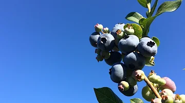 What is blueberry season Michigan?