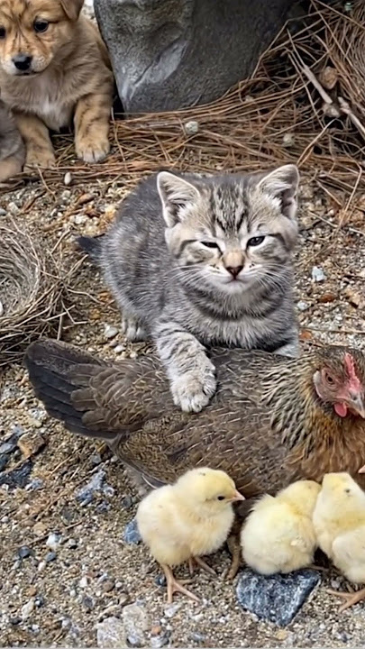 Gentle Kitten Touches Mama Hen - Incredible Farmyard Friendship Moment