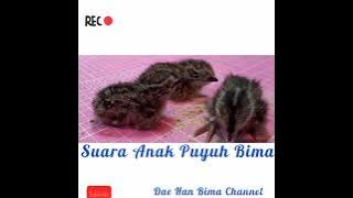 Suara Anak Puyuh Bima