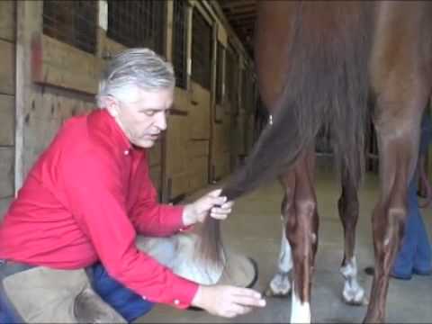 Video: Quando I Cavalli Diventano Compulsivi - Cribbing In Horses