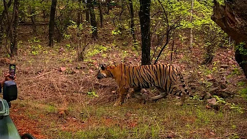 Ranthambore national park zone 3 | Tiger attack wild boar | Riddhis subadults 
