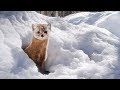 Martre d'Amérique VS souris - ZAPPING SAUVAGE