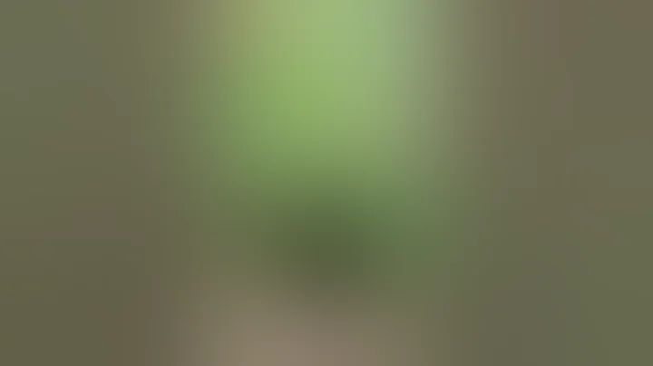 Five week old weed plant