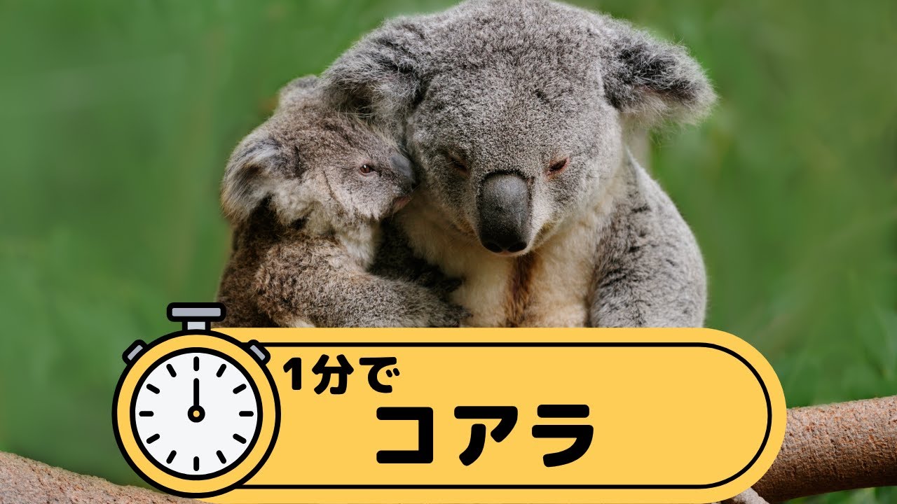 その他 koara Koala in 1 minute - YouTube
