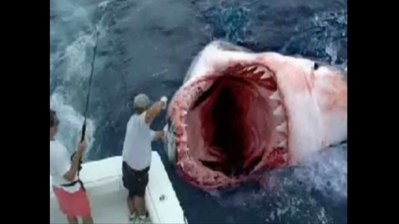 Swimming With Sharks - Swimming With Sharks Swimming With Sharks - Swimming With Sharks