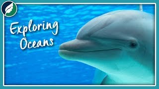 Exploring Oceans | Compilation by Nature League 1,347 views 4 years ago 40 minutes